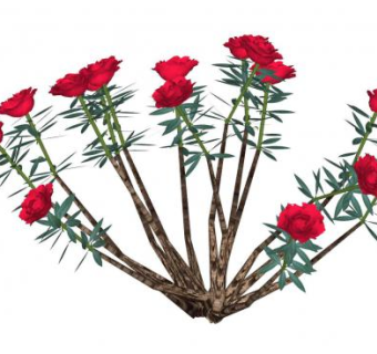 玫瑰花灌木sketchup模型下载_sketchup草图大师SKP模型