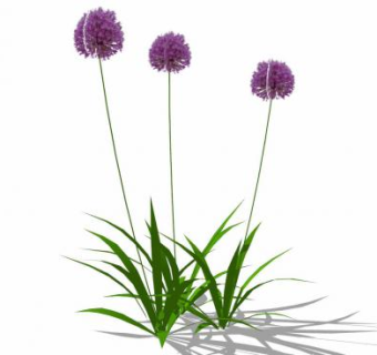 紫花细茎葱植物SU模型下载_sketchup草图大师SKP模型
