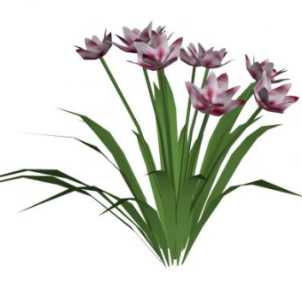 花属鲜花植物SU模型下载_sketchup草图大师SKP模型