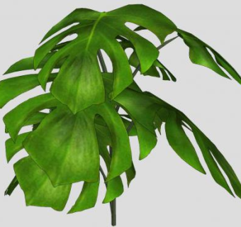 龟背竹绿色植物SU模型下载_sketchup草图大师SKP模型