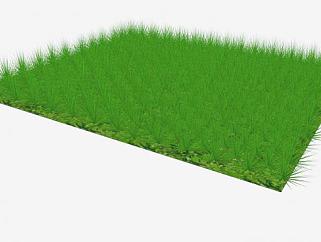 草坪植物SU模型下载_sketchup草图大师SKP模型