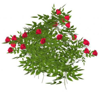 红玫瑰植物灌木SU模型下载_sketchup草图大师SKP模型