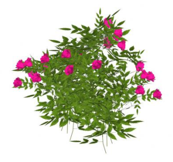 粉玫瑰植物灌木SU模型下载_sketchup草图大师SKP模型