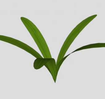 五叶草植物SU模型下载_sketchup草图大师SKP模型