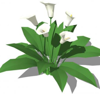 白马蹄莲植物SU模型下载_sketchup草图大师SKP模型