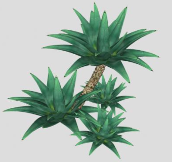 3D龙舌兰植物SU模型下载_sketchup草图大师SKP模型