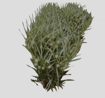 2D地被植物SU模型下载_sketchup草图大师SKP模型