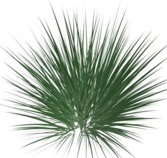 芒草禾本植物SU模型下载_sketchup草图大师SKP模型