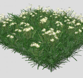 白菊花草甸SU模型下载_sketchup草图大师SKP模型