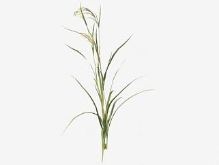 <em>水稻</em>植物SU模型下载_sketchup草图大师SKP模型