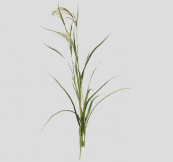 水稻植物SU模型下载_sketchup草图大师SKP模型