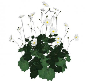 希腊银莲花植物SU模型下载_sketchup草图大师SKP模型