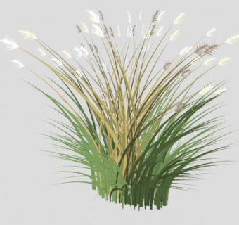 园林植物芒草SU模型下载_sketchup草图大师SKP模型