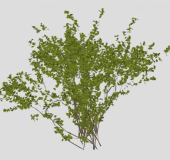 木质绿叶灌木SU模型下载_sketchup草图大师SKP模型