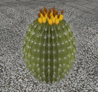 金琥仙人球SU模型下载_sketchup草图大师SKP模型