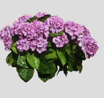 2D粉紫绣球花SU模型下载_sketchup草图大师SKP模型