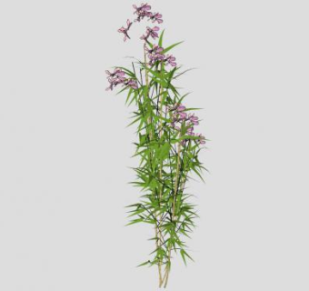 竹叶兰草本植物SU模型下载_sketchup草图大师SKP模型