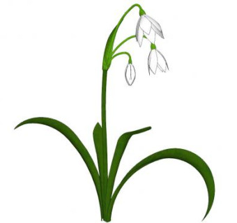 铃兰水仙植物SU模型下载_sketchup草图大师SKP模型
