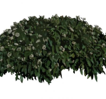 荚莲灌木植物SU模型下载_sketchup草图大师SKP模型