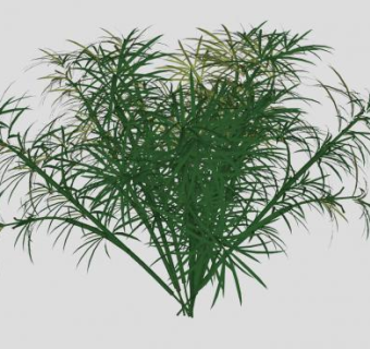 迷迭香灌木植物SU模型下载_sketchup草图大师SKP模型