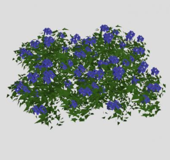 蓝星花常绿灌木SU模型下载_sketchup草图大师SKP模型