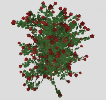 红玫瑰直立灌木SU模型下载_sketchup草图大师SKP模型