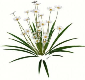 白雏菊草本植物SU模型下载_sketchup草图大师SKP模型