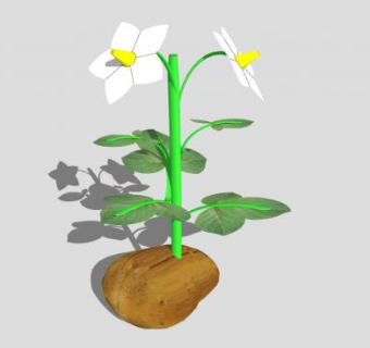 土豆花植物SU模型下载_sketchup草图大师SKP模型