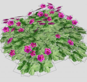 天竺葵灌木植物SU模型下载_sketchup草图大师SKP模型
