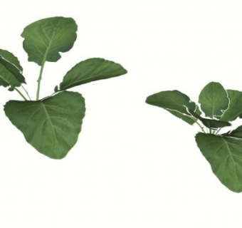 绿色叶子sketchup模型下载_sketchup草图大师SKP模型