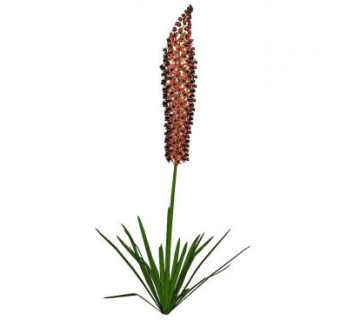 红色轮伞花序植物SU模型下载_sketchup草图大师SKP模型