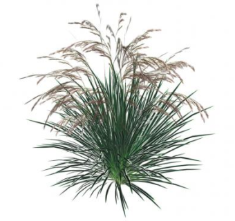 曲芒发草植物SU模型下载_sketchup草图大师SKP模型