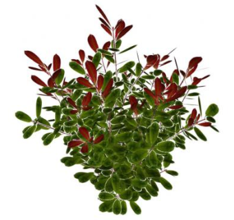 红叶女贞灌木植物SU模型下载_sketchup草图大师SKP模型