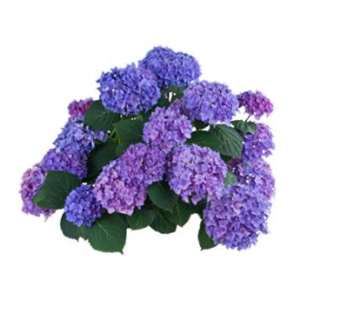 紫绣球花植物SU模型下载_sketchup草图大师SKP模型