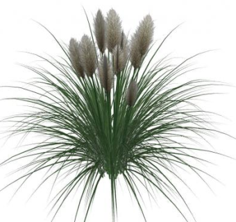 禾本蒲苇植物SU模型下载_sketchup草图大师SKP模型