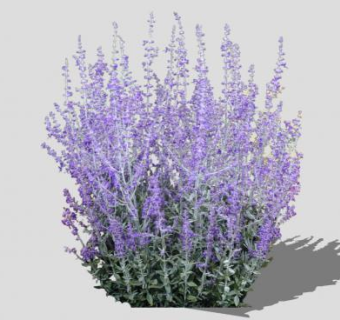 俄罗斯鼠尾草SU模型下载_sketchup草图大师SKP模型