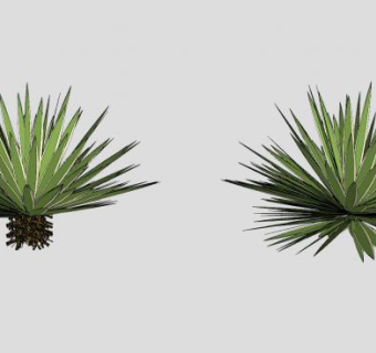 金边龙舌兰SU模型下载_sketchup草图大师SKP模型