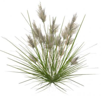 细茎针芒植物SU模型下载_sketchup草图大师SKP模型