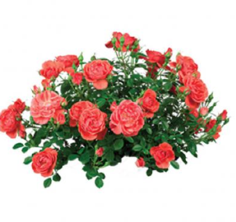 2D红玫瑰绿叶灌木SU模型下载_sketchup草图大师SKP模型