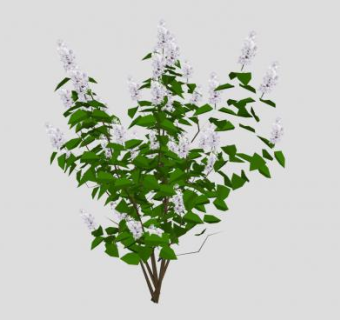 淡紫色灌木SU模型下载_sketchup草图大师SKP模型