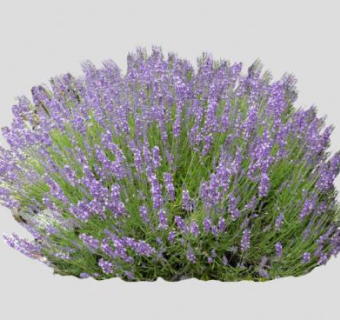 2D薰衣草花植物SU模型下载_sketchup草图大师SKP模型