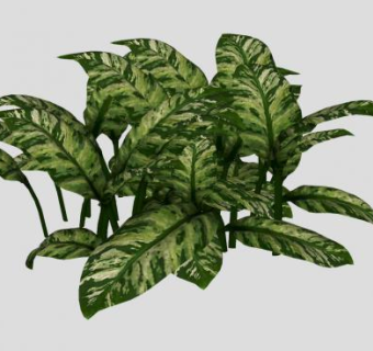 竹芋属植物SU模型下载_sketchup草图大师SKP模型