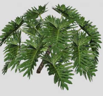 喜林芋观叶植物SU模型下载_sketchup草图大师SKP模型