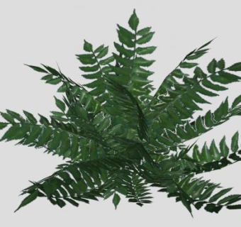 蕨类植物SU模型下载_sketchup草图大师SKP模型