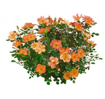 桔红色开花灌木SU模型下载_sketchup草图大师SKP模型