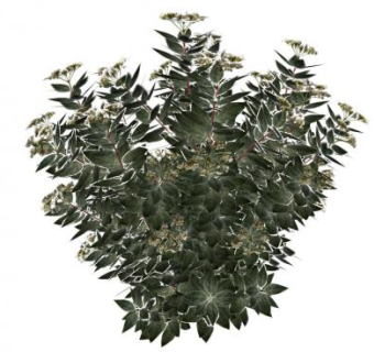 地中海荚蒾灌木SU模型下载_sketchup草图大师SKP模型