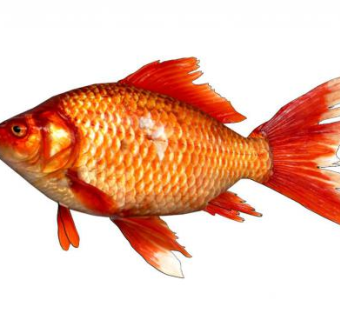 鲤鱼su模型下载_sketchup草图大师SKP模型