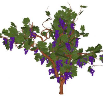 葡萄su模型下载_sketchup草图大师SKP模型