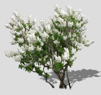 白丁香植物SU模型下载_sketchup草图大师SKP模型