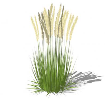 拂子茅植物SU模型下载_sketchup草图大师SKP模型